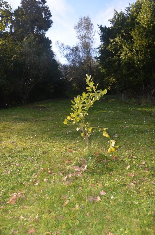 Il Giardino Secreto Appartement Manziana Buitenkant foto